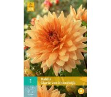 Dahlia glorie van noordwijk 1st - afbeelding 4