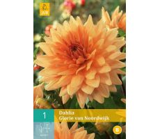 Dahlia glorie van noordwijk 1st - afbeelding 2