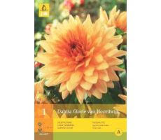 Dahlia glorie van noordwijk 1st - afbeelding 4