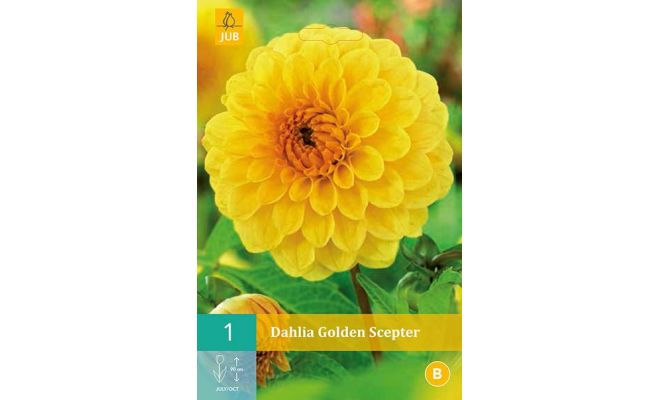 Dahlia golden scepter 1st - afbeelding 1