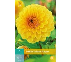 Dahlia golden scepter 1st - afbeelding 1