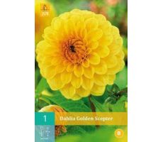 Dahlia golden scepter 1st - afbeelding 2