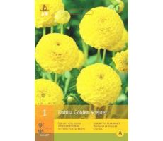 Dahlia golden scepter 1st - afbeelding 3