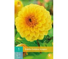Dahlia golden scepter 1st - afbeelding 4