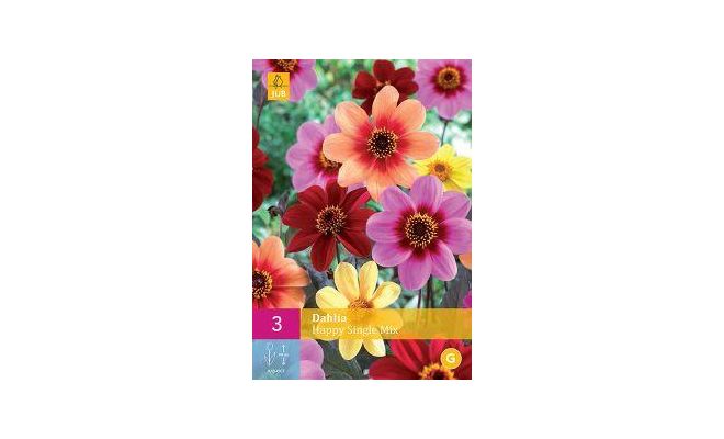 Dahlia happy single mix 3st - afbeelding 1