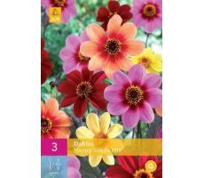 Dahlia happy single mix 3st - afbeelding 4