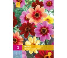 Dahlia happy single mix 3st - afbeelding 2
