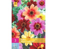 Dahlia happy single mix 3st - afbeelding 4