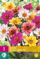 Dahlia happy single mix 3st