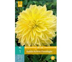Dahlia kelvin floodlight 1st - afbeelding 4