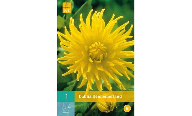Dahlia kennemerland 1st - afbeelding 1