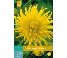 Dahlia kennemerland 1st - afbeelding 1