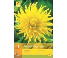 Dahlia kennemerland 1st - afbeelding 2