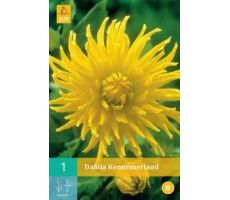 Dahlia kennemerland 1st - afbeelding 4