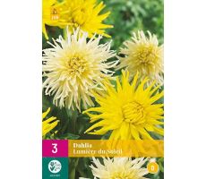 Dahlia lumiere du soleil 3st