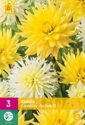 Dahlia lumiere du soleil 3st