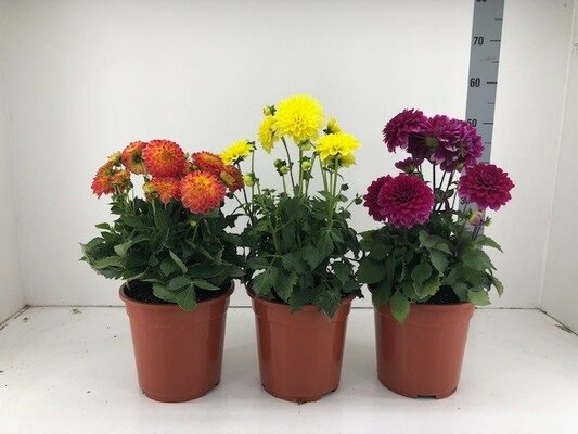 dahlia mix kleuren, pot 19 cm, h 40 cm