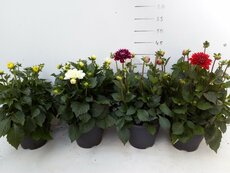 Dahlia Mix, pot 19 cm, h 30/40 cm