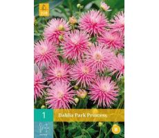 Dahlia park princess 1st - afbeelding 4