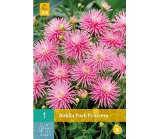 Dahlia park princess 1st - afbeelding 2