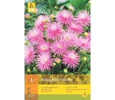 Dahlia park princess 1st - afbeelding 4