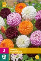 Dahlia pompon mix 3st