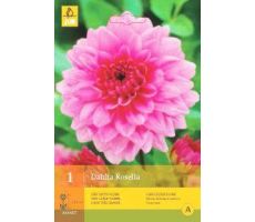 Dahlia rosella 1st - afbeelding 2