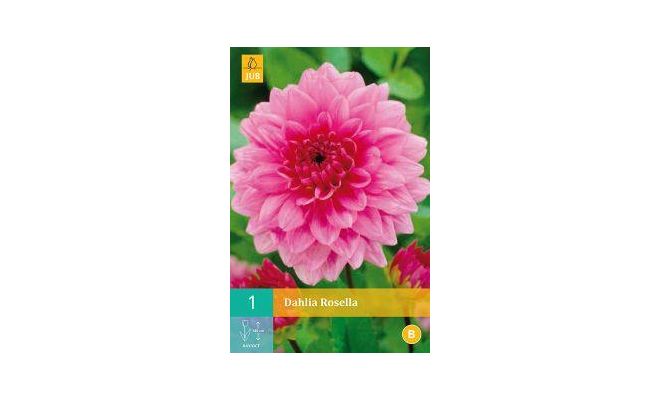 Dahlia rosella 1st - afbeelding 1