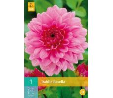 Dahlia rosella 1st - afbeelding 4