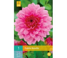 Dahlia rosella 1st - afbeelding 4