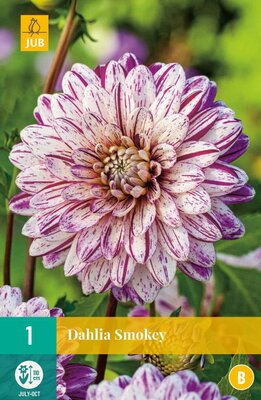 Dahlia smokey 1st