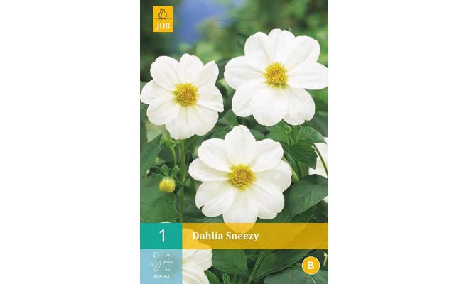 Dahlia sneezy 1st - afbeelding 1