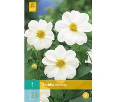 Dahlia sneezy 1st - afbeelding 4