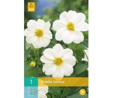 Dahlia sneezy 1st - afbeelding 2