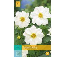Dahlia sneezy 1st - afbeelding 3
