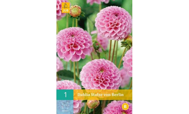 Dahlia stolze von berlin 1st - afbeelding 1