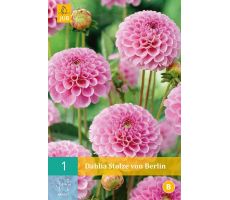 Dahlia stolze von berlin 1st - afbeelding 4