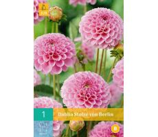 Dahlia stolze von berlin 1st - afbeelding 3