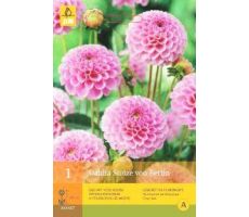 Dahlia stolze von berlin 1st - afbeelding 4