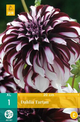 Dahlia tartan 1st