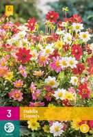 Dahlia topmix 3st