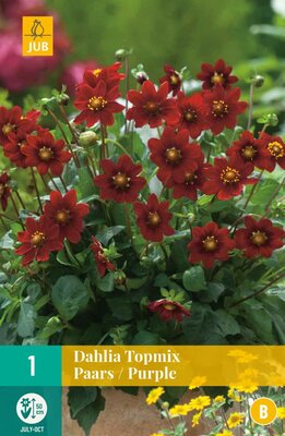 Dahlia topmix paars 1st