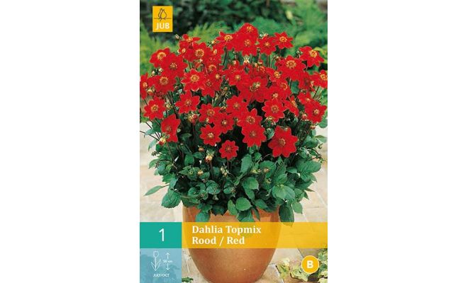 Dahlia topmix rood/red 1st - afbeelding 1