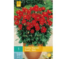 Dahlia topmix rood/red 1st - afbeelding 1