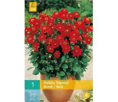 Dahlia topmix rood/red 1st - afbeelding 4