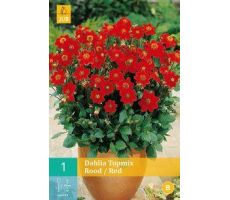 Dahlia topmix rood/red 1st - afbeelding 2