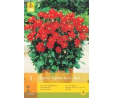 Dahlia topmix rood/red 1st - afbeelding 4