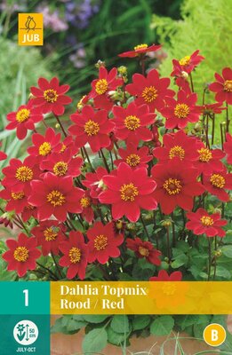 Dahlia topmix rood 1st