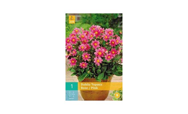 Dahlia topmix roze/pink 1st - afbeelding 1