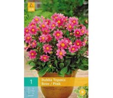 Dahlia topmix roze/pink 1st - afbeelding 1